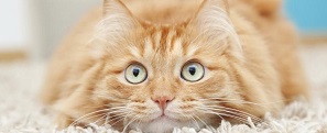 Pet-Stain-Removal-in-Newport-Beach